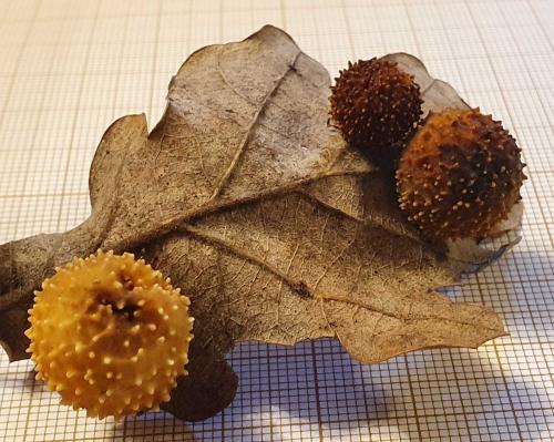 Réf. 277 223 : Cynips quercusfolii